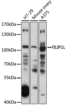 FILIP1L Polyclonal Antibody (E-AB-91941)