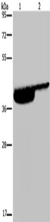 P2RX3 Polyclonal Antibody (E-AB-13478)