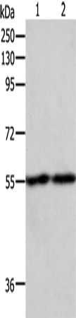 EGR1 Polyclonal Antibody (E-AB-10299)