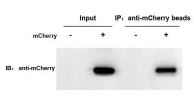 Anti-mCherry Nanobody Immunomagnetic Beads (EA-IP-005MN)