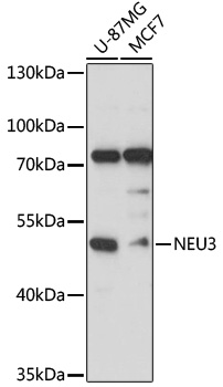 NEU3 Polyclonal Antibody (E-AB-90696)