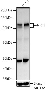 NRF2 Polyclonal Antibody (E-AB-68254)