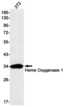 Recombinant Heme Oxygenase 1 Monoclonal Antibody (E-AB-81442)