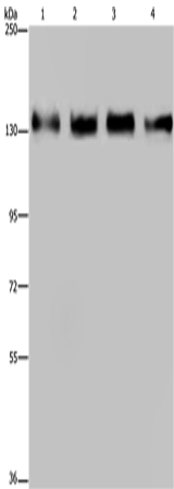 GOLGA2 Polyclonal Antibody (E-AB-15081)