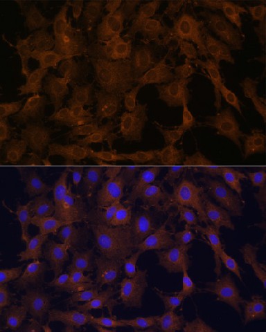 BID Polyclonal Antibody (E-AB-60014)