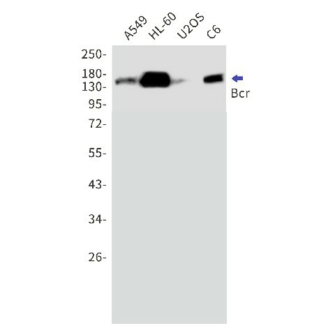 Recombinant Bcr Monoclonal Antibody (E-AB-81535)