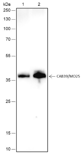 Recombinant CAB39/MO25 Monoclonal Antibody (AN301743L)