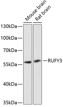 RUFY3 Polyclonal Antibody (E-AB-64364)