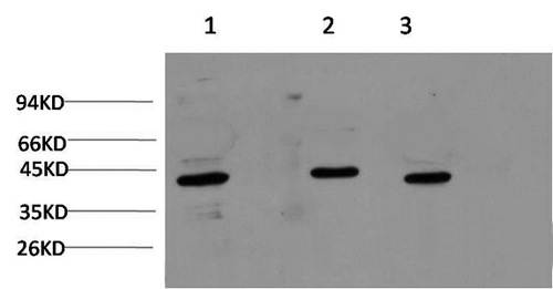 ACTA1 Monoclonal Antibody (E-AB-22135)