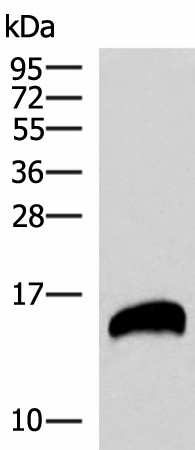REG1B Polyclonal Antibody (E-AB-18985)