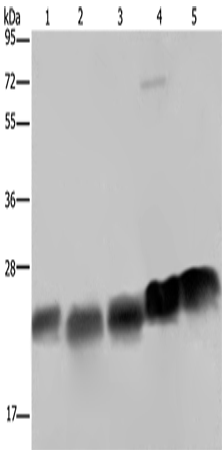 NDUFS8 Polyclonal Antibody (E-AB-15247)