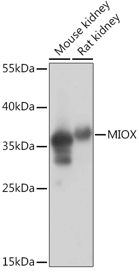 MIOX Polyclonal Antibody (E-AB-90834)