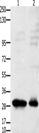 GNRHR Polyclonal Antibody (E-AB-15701)