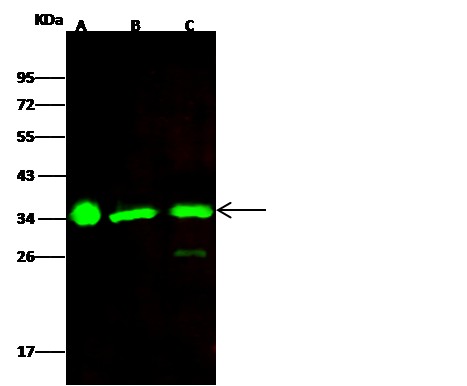 Recombinant ECH1 Monoclonal Antibody (AN300278P)