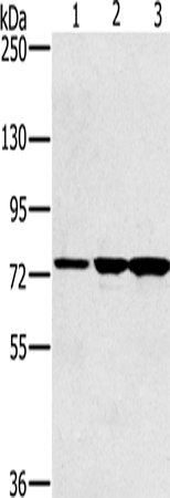 KIRREL2 Polyclonal Antibody (E-AB-15256)