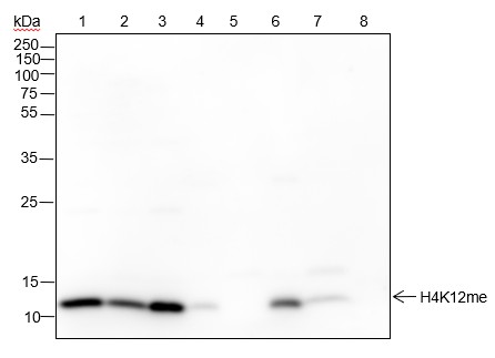 Recombinant Histone H4 (Mono Methyl Lys12) Monoclonal Antibody (AN302114L)