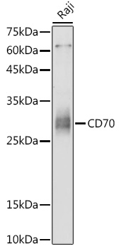 CD70 Polyclonal Antibody (E-AB-93171)