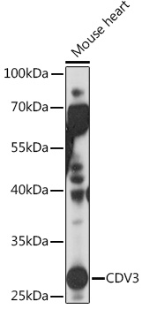 CDV3 Polyclonal Antibody (E-AB-92062)