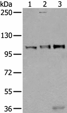 USO1 Polyclonal Antibody (E-AB-18490)