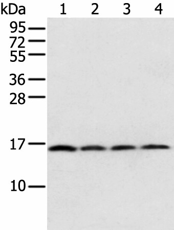 MRPS18C Polyclonal Antibody (E-AB-18355)
