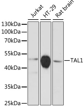TAL1 Polyclonal Antibody (E-AB-64380)