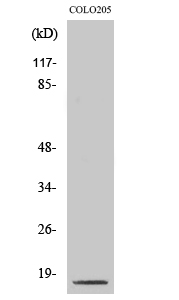 Cleaved-CASP3 p17 (D175) Polyclonal Antibody (E-AB-30020)
