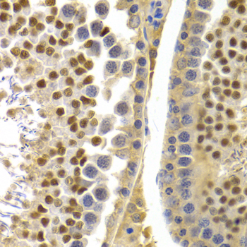 APOBEC3G Polyclonal Antibody (E-AB-64740)