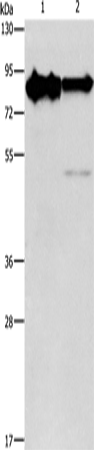 KIF3A Polyclonal Antibody (E-AB-14178)
