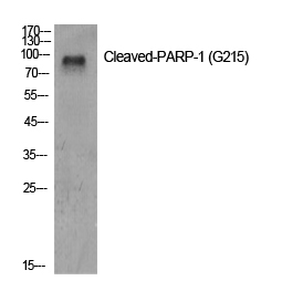 Cleaved-PARP1 (G215) Polyclonal Antibody (E-AB-30059)