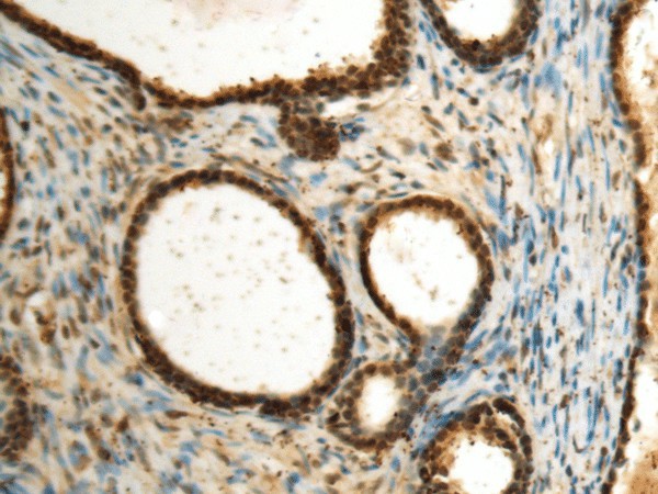 SEPHS1 Polyclonal Antibody (E-AB-53184)