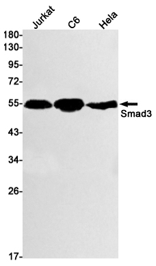 Recombinant Smad3 Monoclonal Antibody (E-AB-81437)