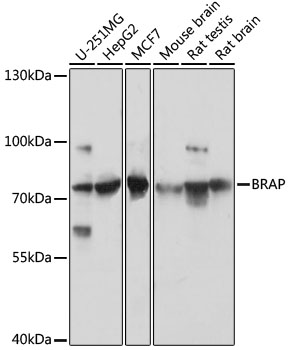 BRAP Polyclonal Antibody (E-AB-91535)