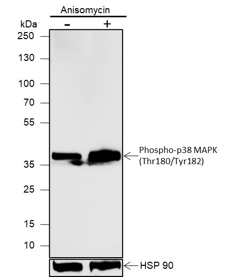 Recombinant Phospho-p38 MAPK (Thr180, Tyr182) Monoclonal Antibody (AN302090L)