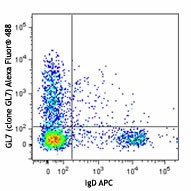 Alexa Fluor® 488 anti-mouse/human GL7 Antigen (T and B cell Activation Marker) Antibody (144611)