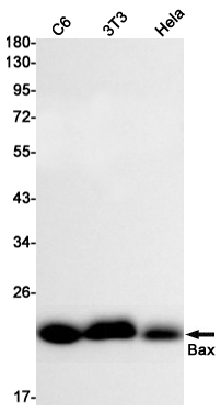 Recombinant Bax Monoclonal Antibody (E-AB-81433)
