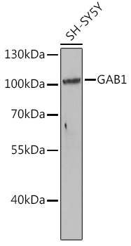 GAB1 Polyclonal Antibody (E-AB-68388)