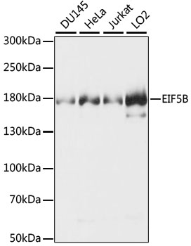 EIF5B Polyclonal Antibody (E-AB-66431)