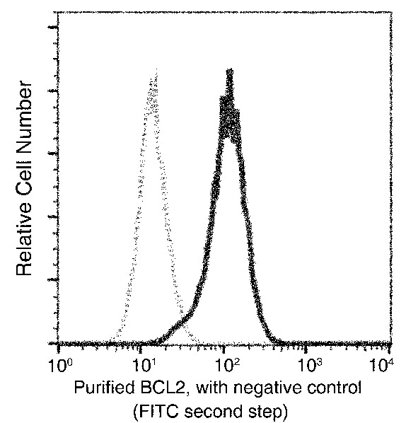 Recombinant Bcl-2 Monoclonal Antibody (AN300032P)