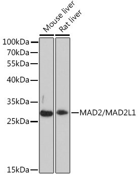 MAD2/MAD2L1 Polyclonal Antibody (E-AB-91653)