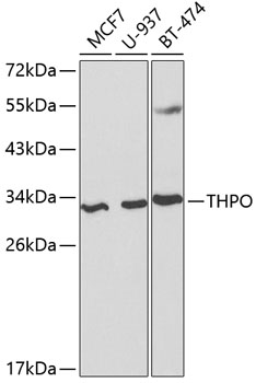THPO Polyclonal Antibody (E-AB-60463)