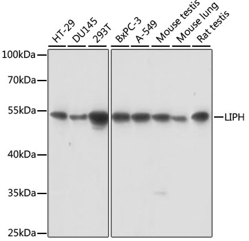 LIPH Polyclonal Antibody (E-AB-65228)