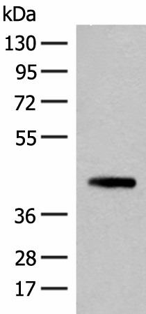 SMS Polyclonal Antibody (E-AB-52612)