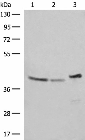 ERAL1 Polyclonal Antibody (E-AB-52749)