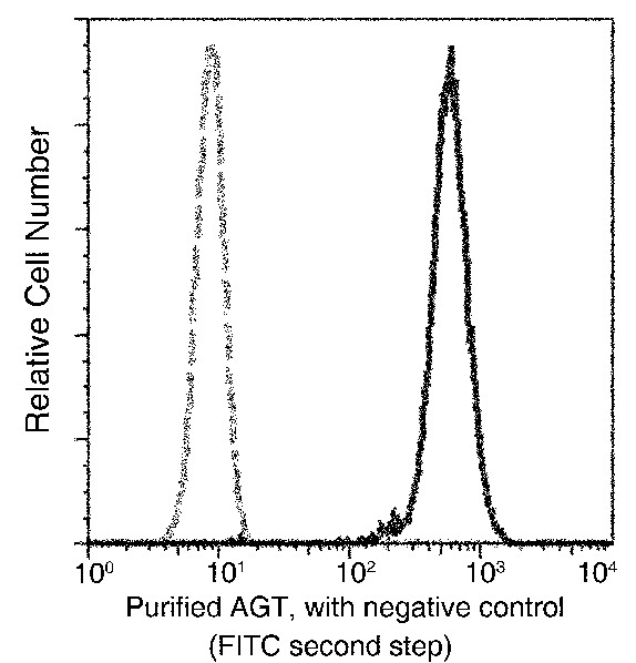 Recombinant SerpinA8/Angiotensinogen/AGT Monoclonal Antibody (AN300213P)