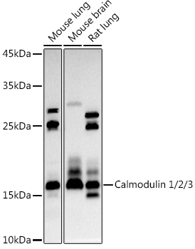 Calmodulin 1/2/3 Polyclonal Antibody (E-AB-90310)