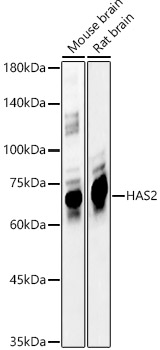HAS2 Polyclonal Antibody (E-AB-93015)