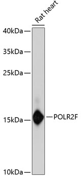 POLR2F Polyclonal Antibody (E-AB-65542)