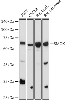 SMOX Polyclonal Antibody (E-AB-90291)
