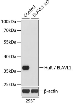 (KO Validated) HuR / ELAVL1 Polyclonal Antibody (E-AB-65532)