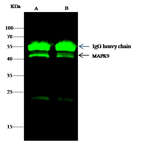 Recombinant JNK2/MAPK9 Monoclonal Antibody (AN300347P)